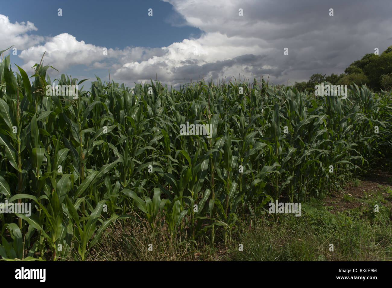 Crop for cattle hi-res stock photography and images - Alamy