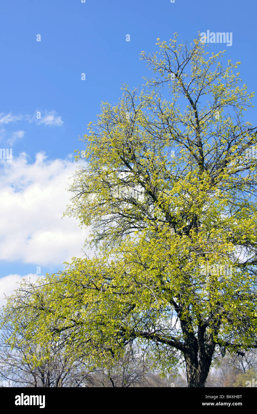 Budding trees in spring Stock Photo Alamy