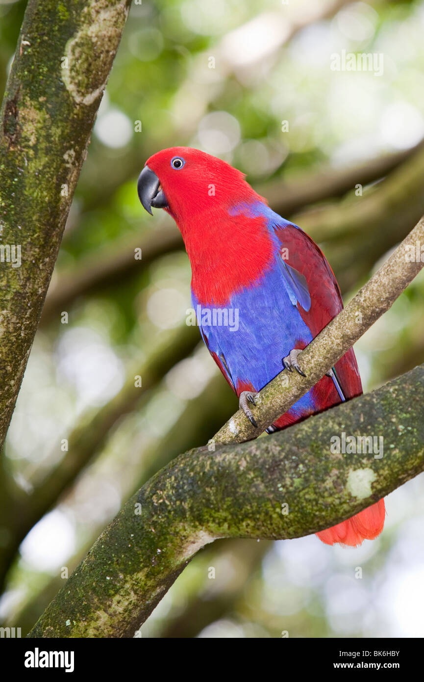 A female Eclectus Parrot (Eclectus rotatus) at Bird World in Kuranda