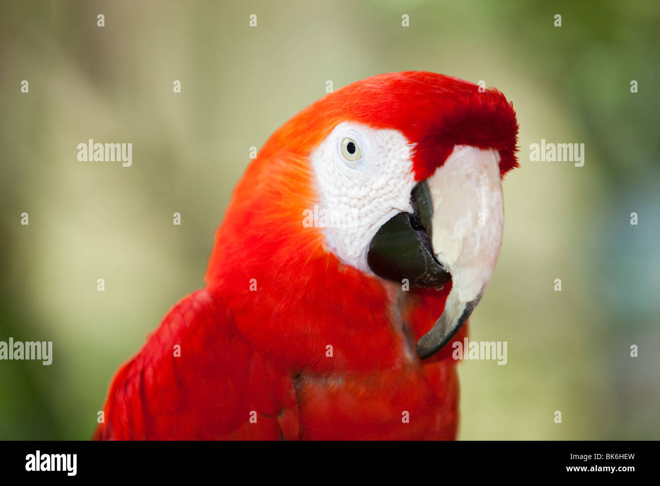 A Scarlet Macaw (Ara macao) at Bird World in Kuranda, Queensland