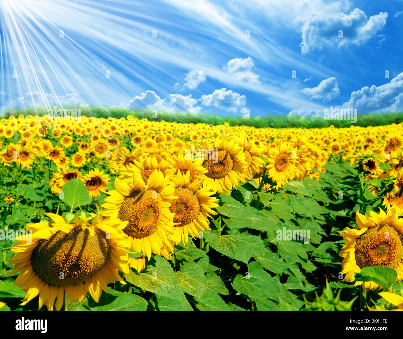 Field of sunflowers on a background of the blue sky Stock Photo - Alamy