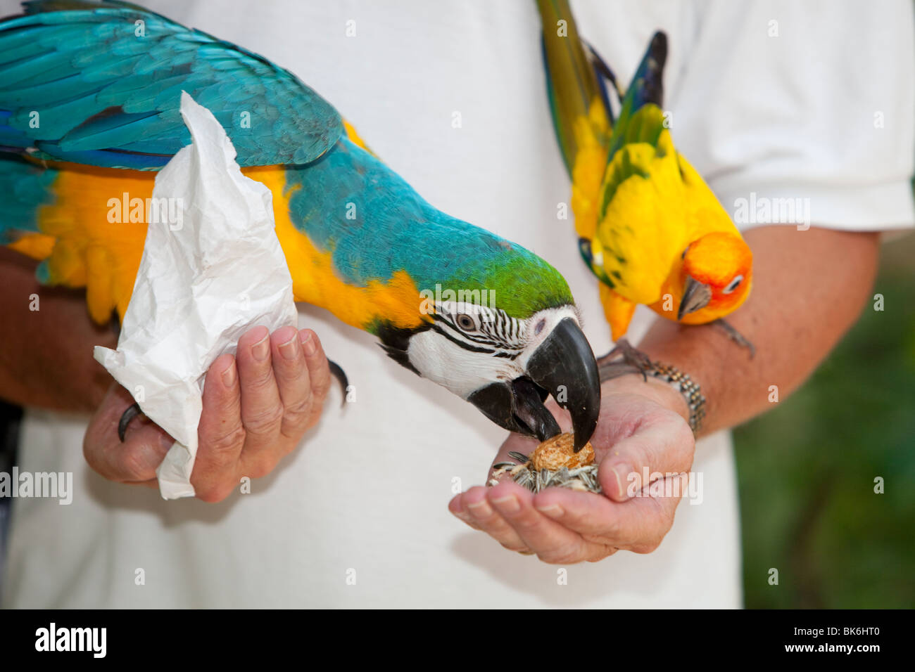 Macaw parrots in australia hi-res stock photography and images - Alamy