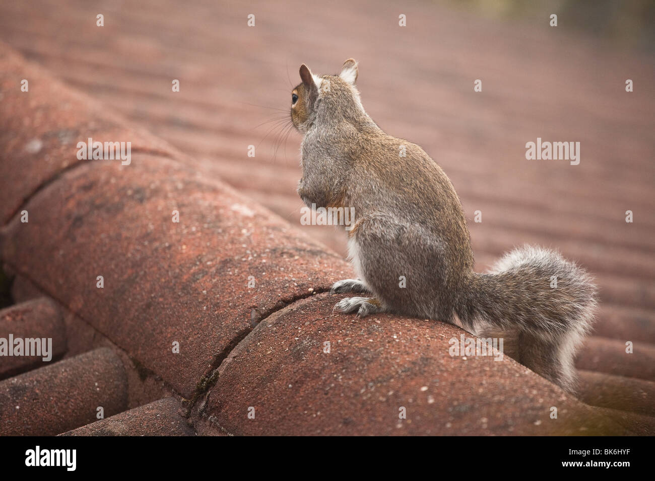 Grey Squirrel on tiled roof Stock Photo