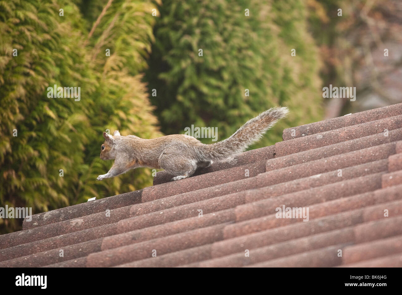 Grey Squirrel on tiled roof Stock Photo