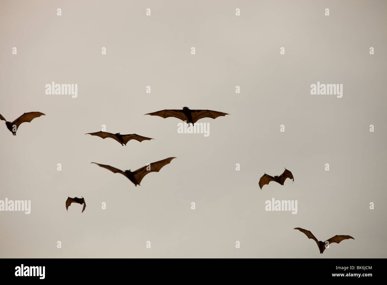 Fruit Bats or flying foxs over Cairns in Queensland, Australia Stock Photo Alamy