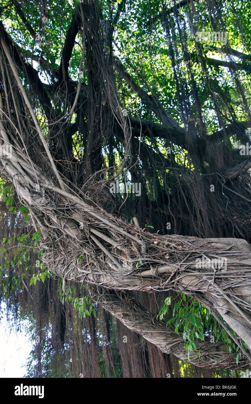 Old tree in Key West, Florida, USA Stock Photo Alamy