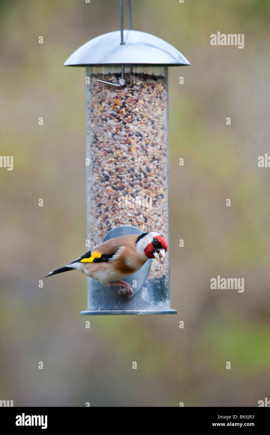 Goldfinch on a bird seed feeder Stock Photo Alamy