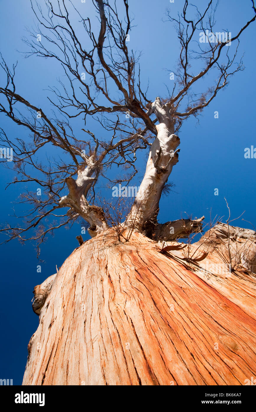 Eucalyptus trees killed by the drought near Lake Eucumbene in New South