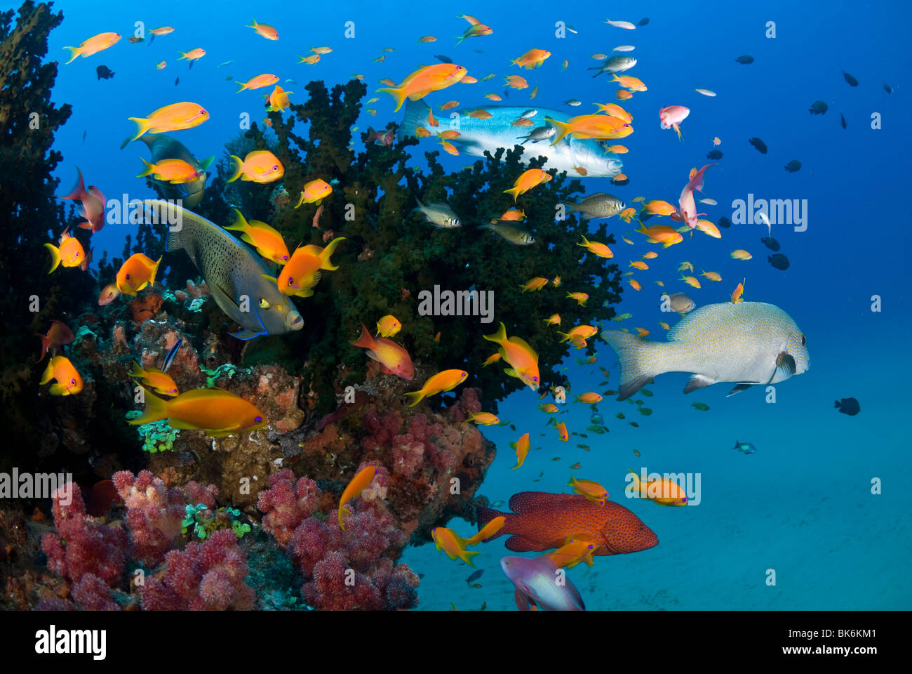 Coral reef, Sodwana Bay, South Africa Stock Photo - Alamy