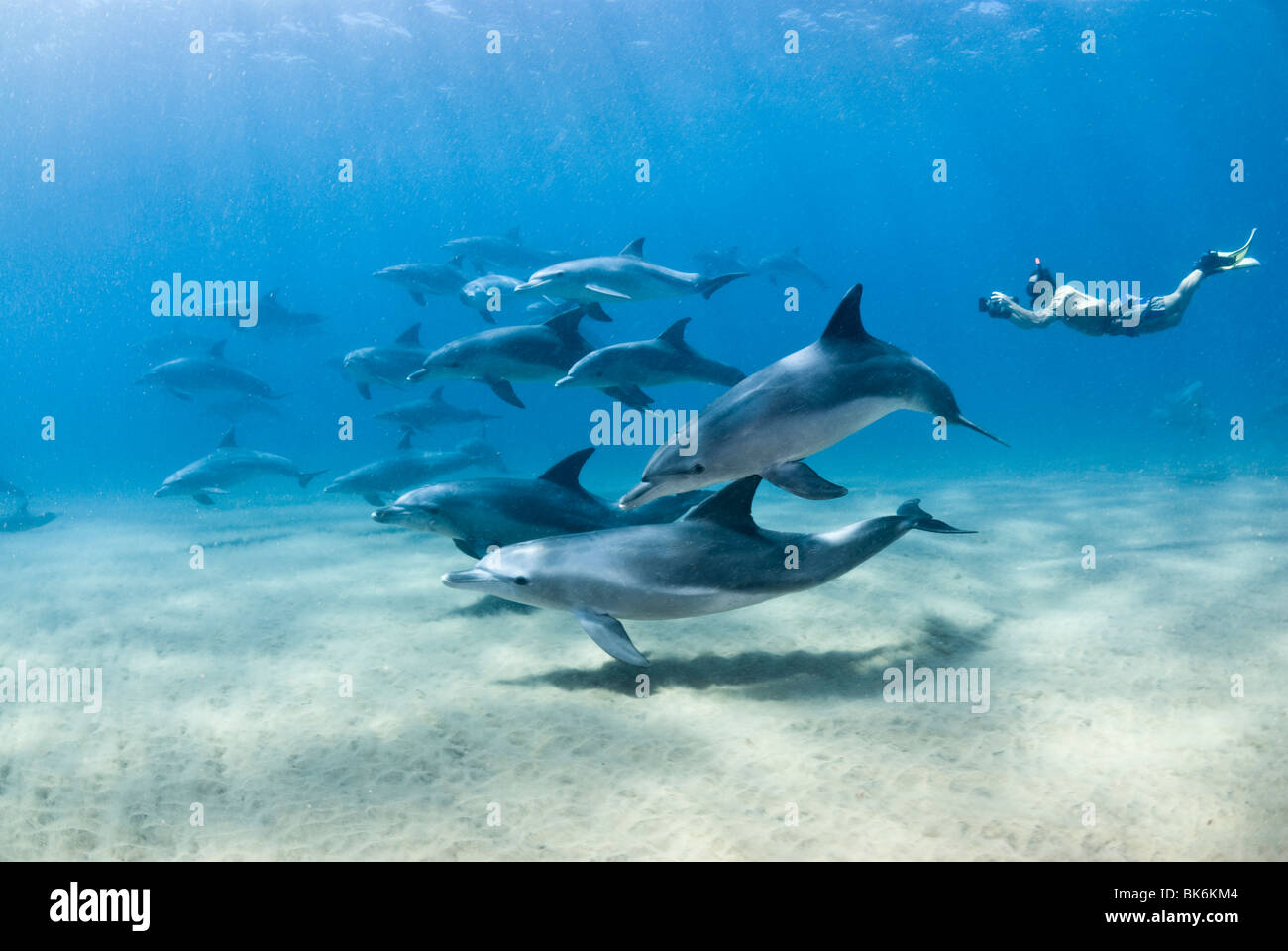 Bottle nose dolphins and camera man, South Africa, Indian Ocean Stock Photo