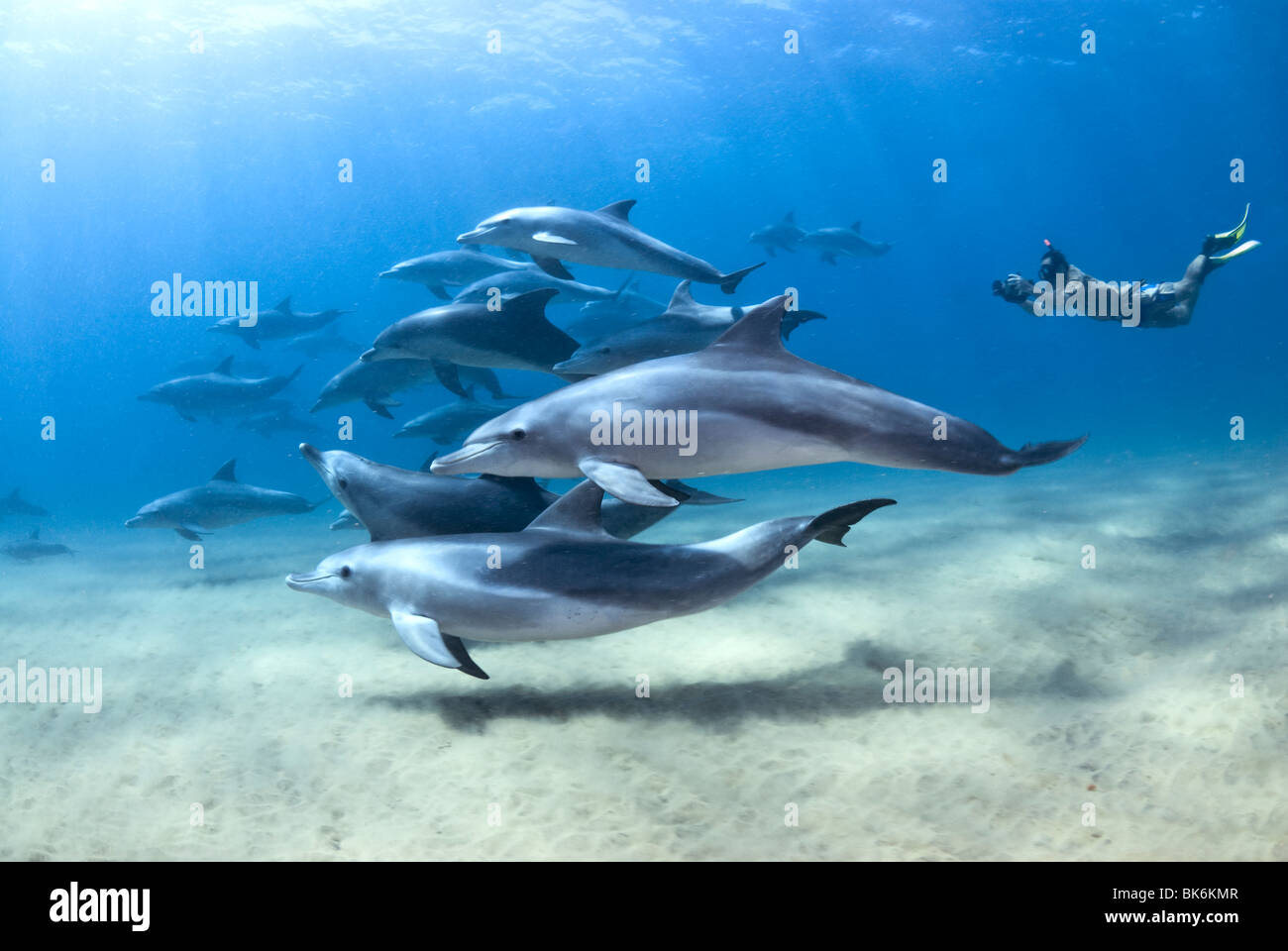 Bottle nose dolphins, South Africa, Indian Ocean Stock Photo
