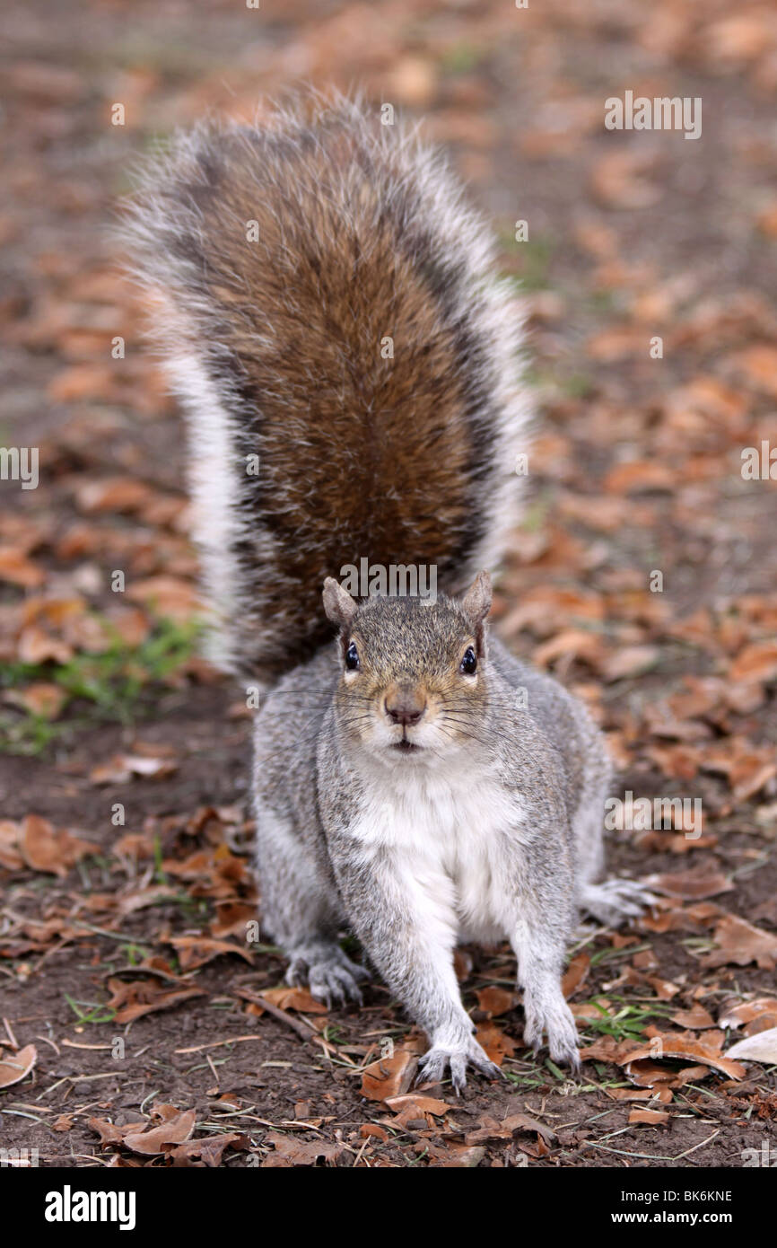 Inquisitive Grey Squirrel Sciurus carolinensis Taken In Grosvenor Park, Chester, UK Stock Photo