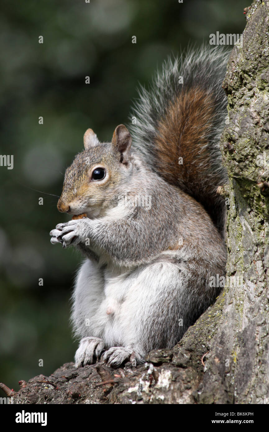 Grey Squirrel Sciurus carolinensis Sat On Tree Trunk Eating Nut Taken In Grosvenor Park, Chester, UK Stock Photo