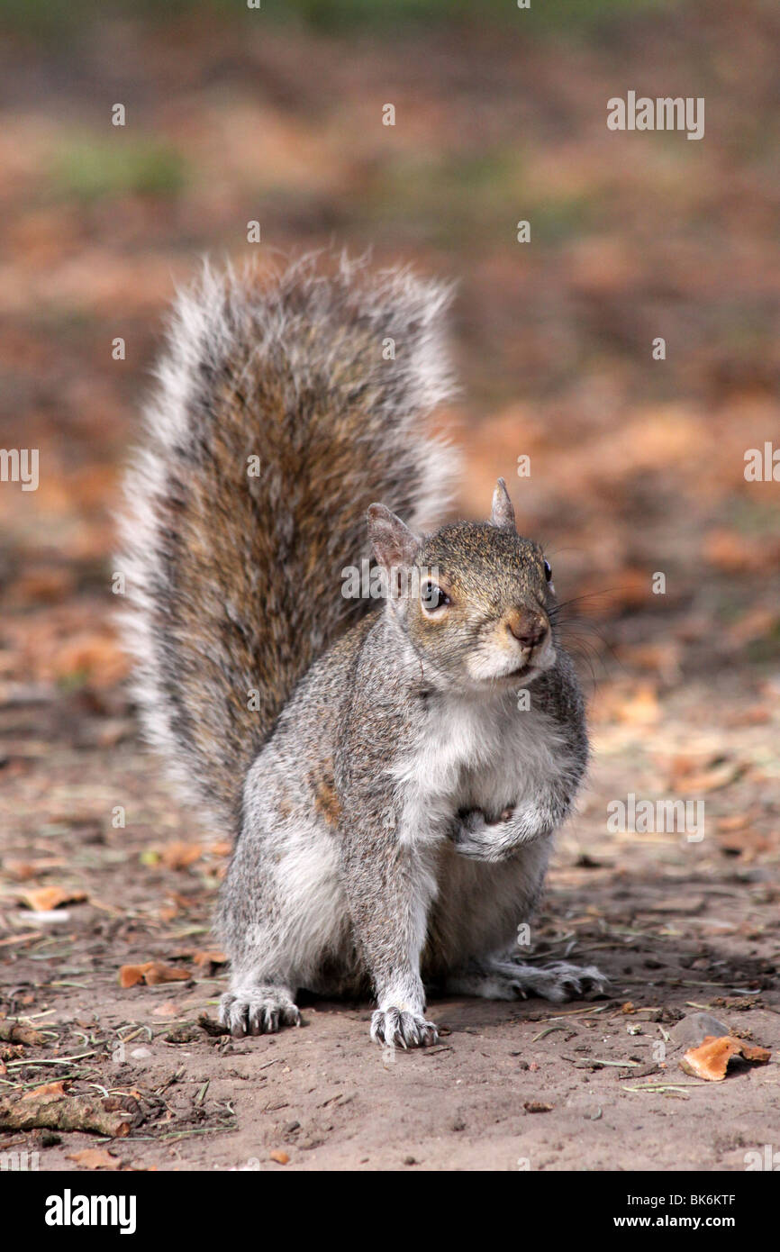 Grey Squirrel caught in a Humane Squirrel Trap Sciurus Carolinensis Surrey  UK Stock Photo - Alamy