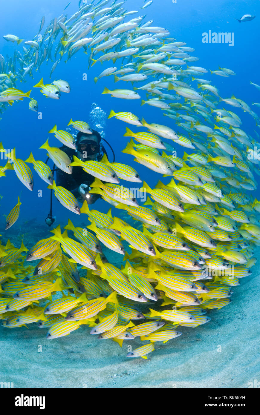 Scuba diver swimming with school of yellow french grunts, South Africa Stock Photo