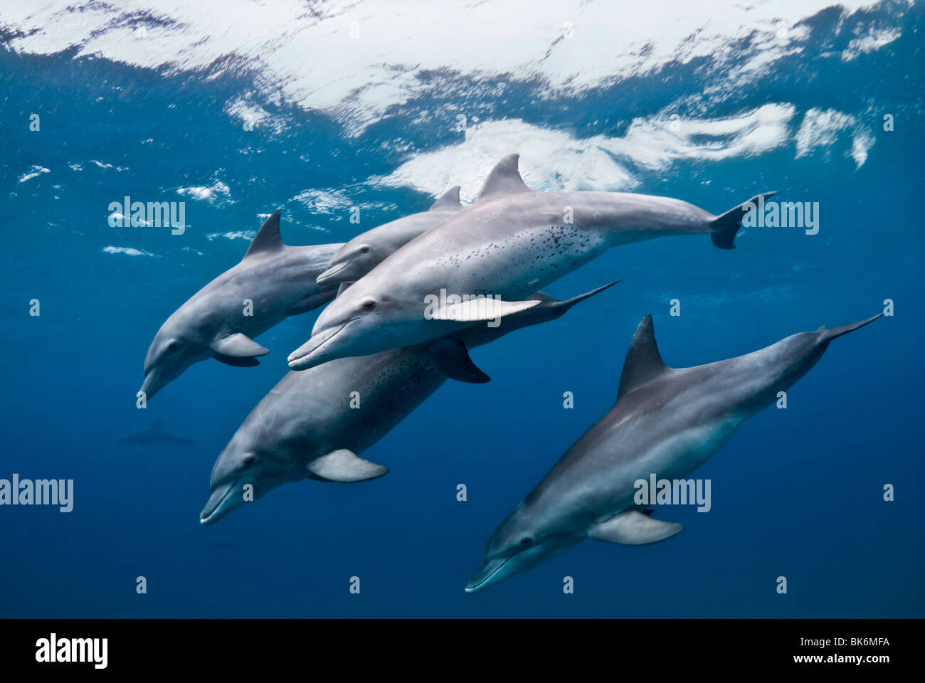 Bottle nose dolphins, South Africa, Indian Ocean Stock Photo
