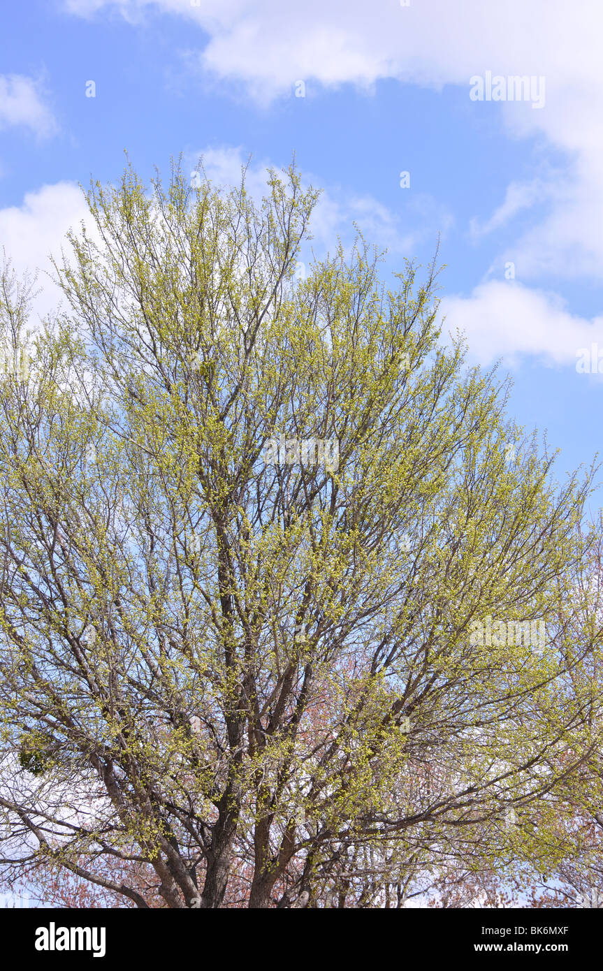 Budding trees in spring Stock Photo Alamy