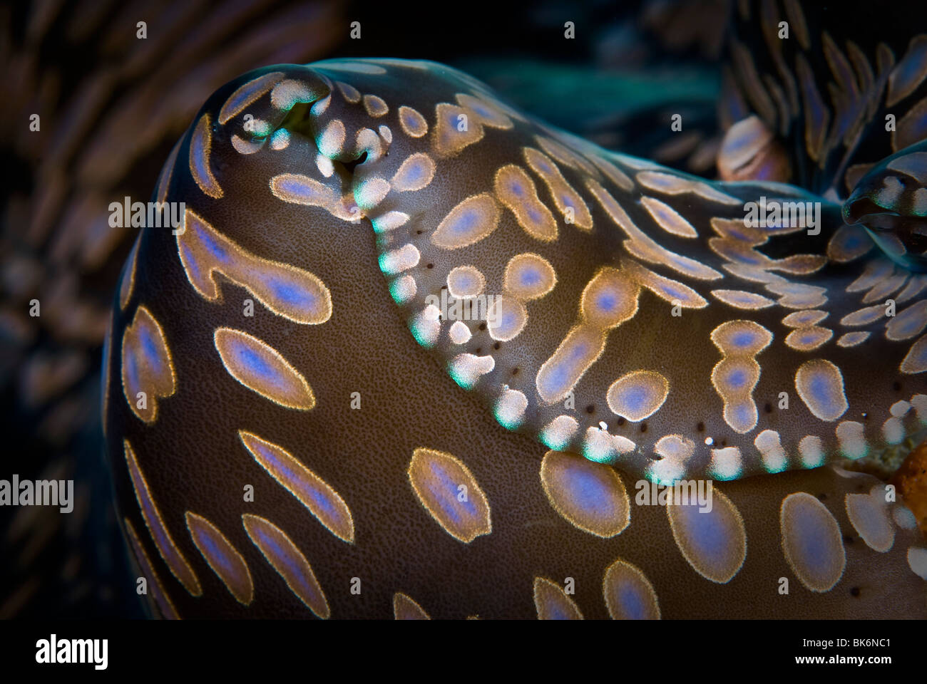 Giant clam, South Africa Stock Photo Alamy