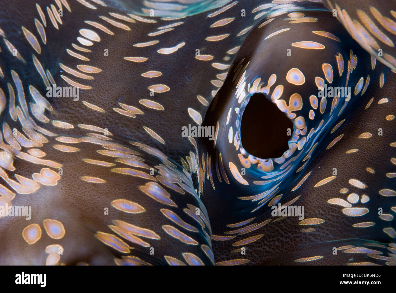 Giant clam, South Africa Stock Photo