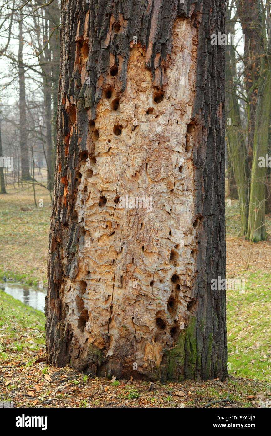 Old infested oak tree destroyed by wood peckers Stock Photo