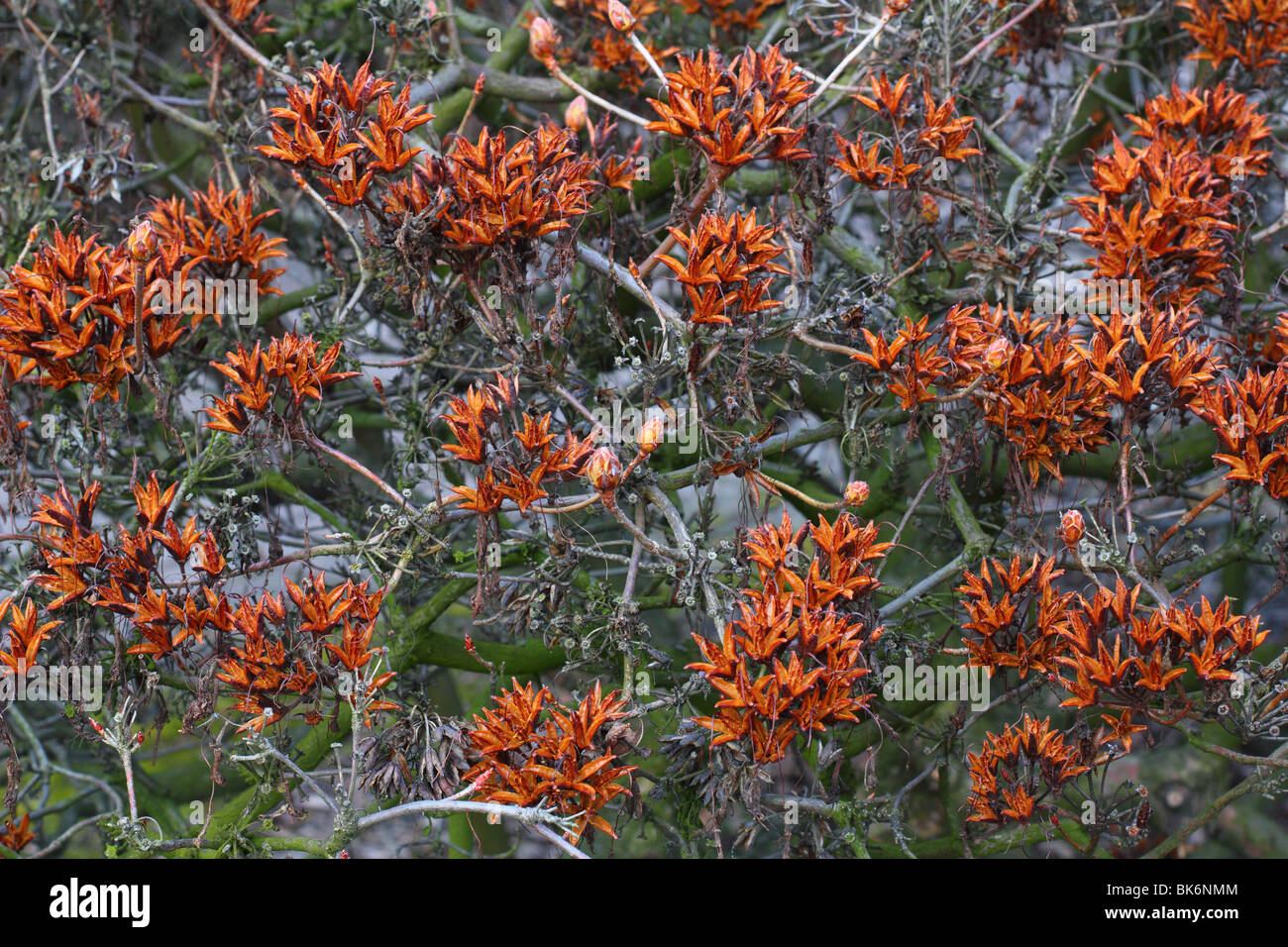 Azalea seedheads Rhododendron luteum Stock Photo - Alamy