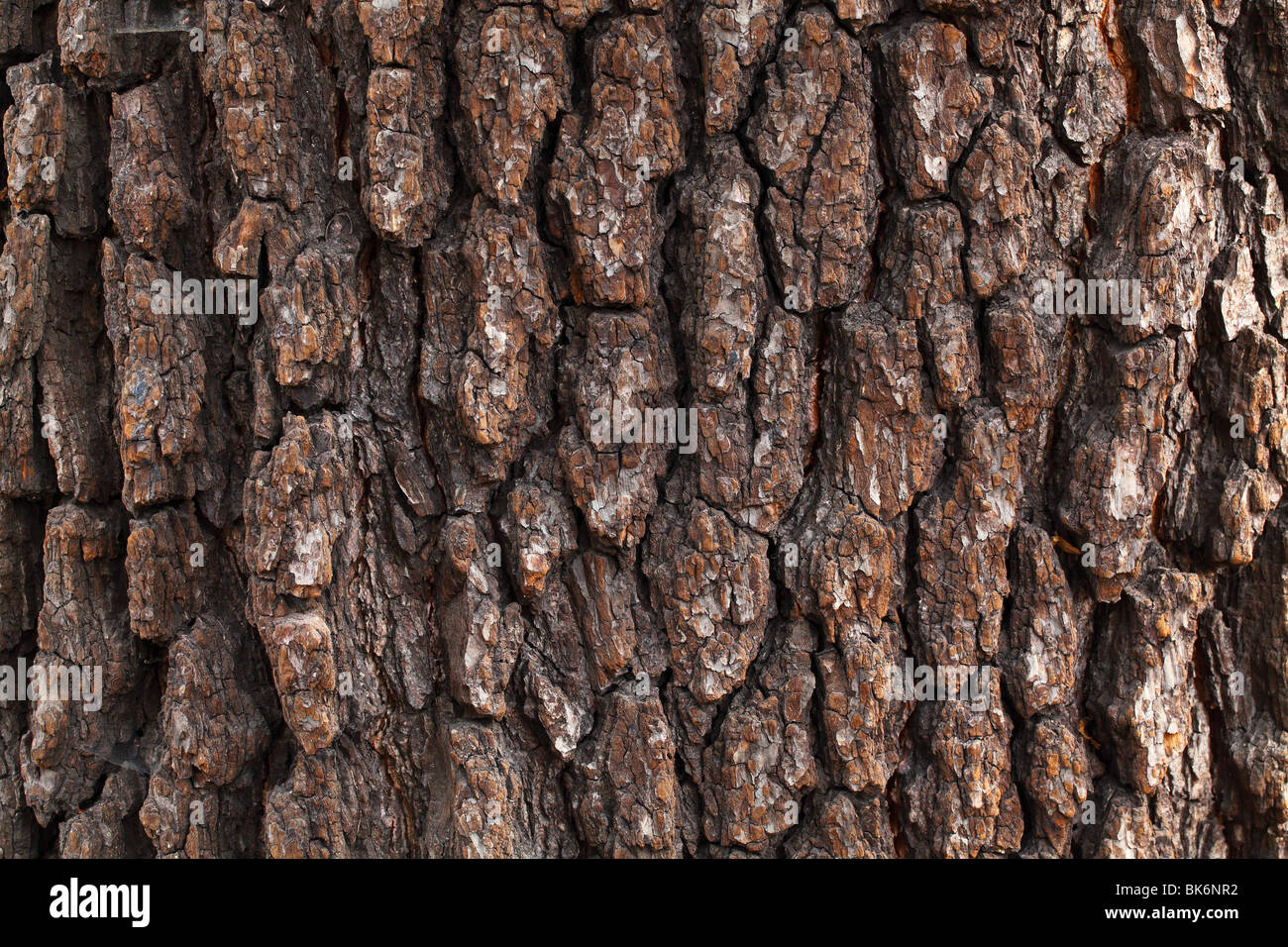 Old common black alder tree bark Alnus glutinosa Stock Photo