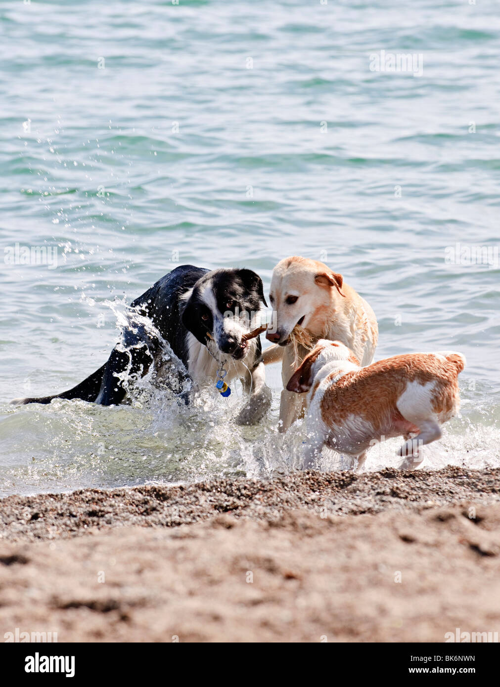 Three dogs playing and splashing in water at the beach Stock Photo