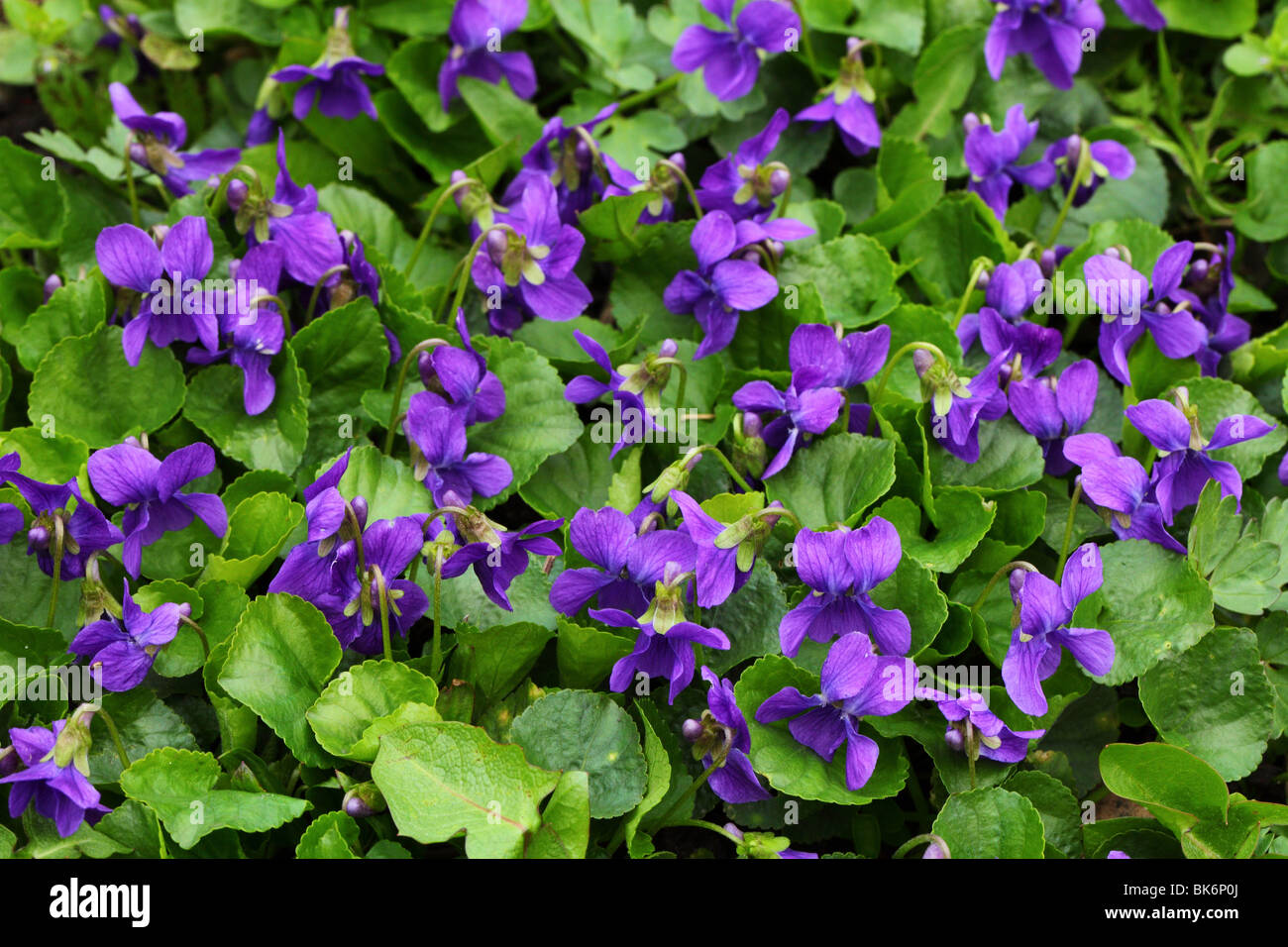 Violet flowers Viola odorata close up Stock Photo Alamy