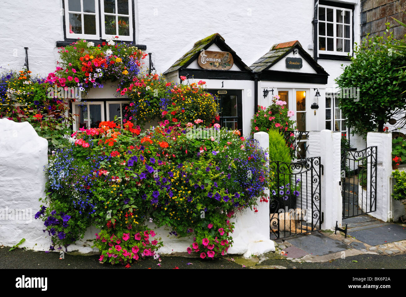 A pretty white-washed cottage adorned with summery flowers, Cornwall, UK Stock Photo