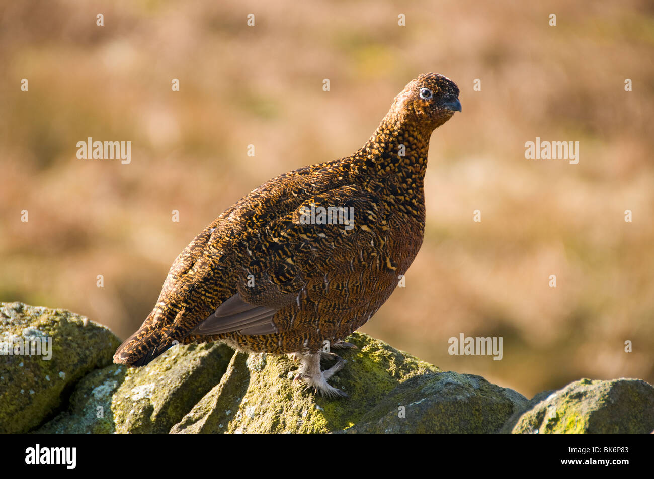 Red Grouse, Lagopus lagopus scotica, on a drystone wall in the Peak District, Derbyshire, England, UK Stock Photo