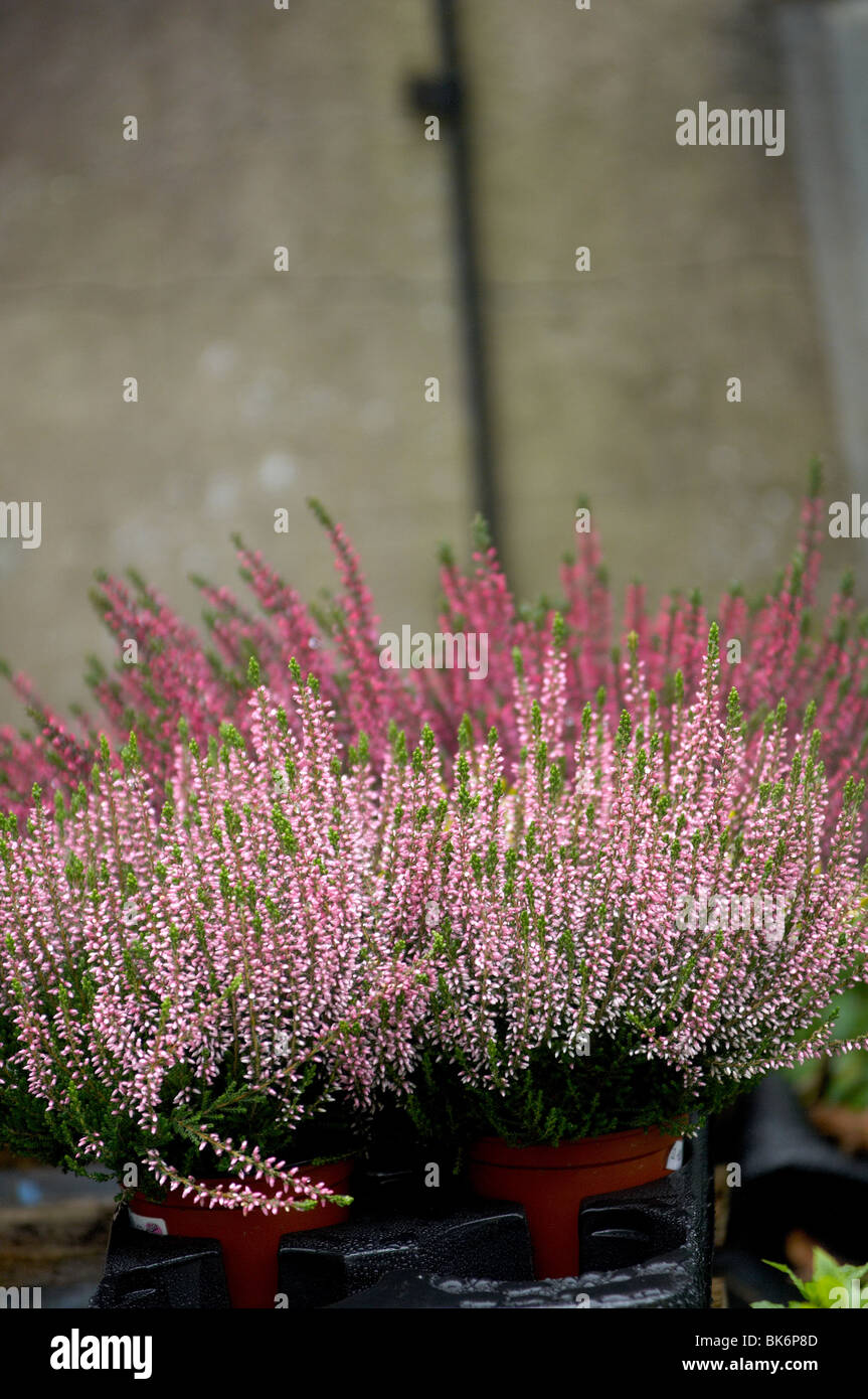 Pink heather flower in pots Stock Photo