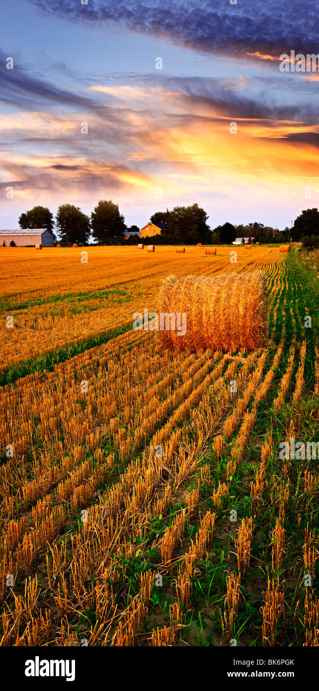 Golden sunset over farm field with hay bales Stock Photo