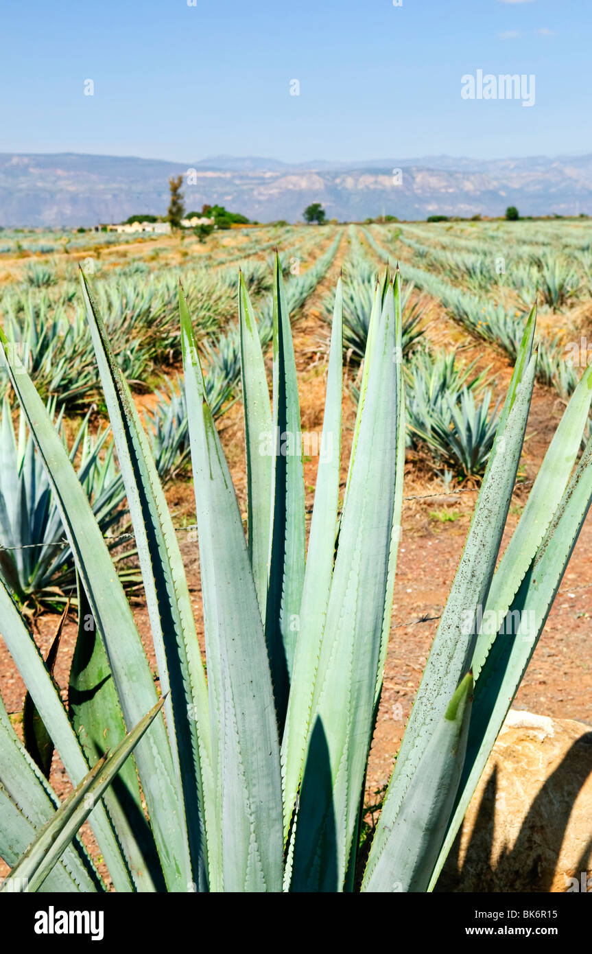 Agave cactus field near Tequila in Mexico Stock Photo Alamy