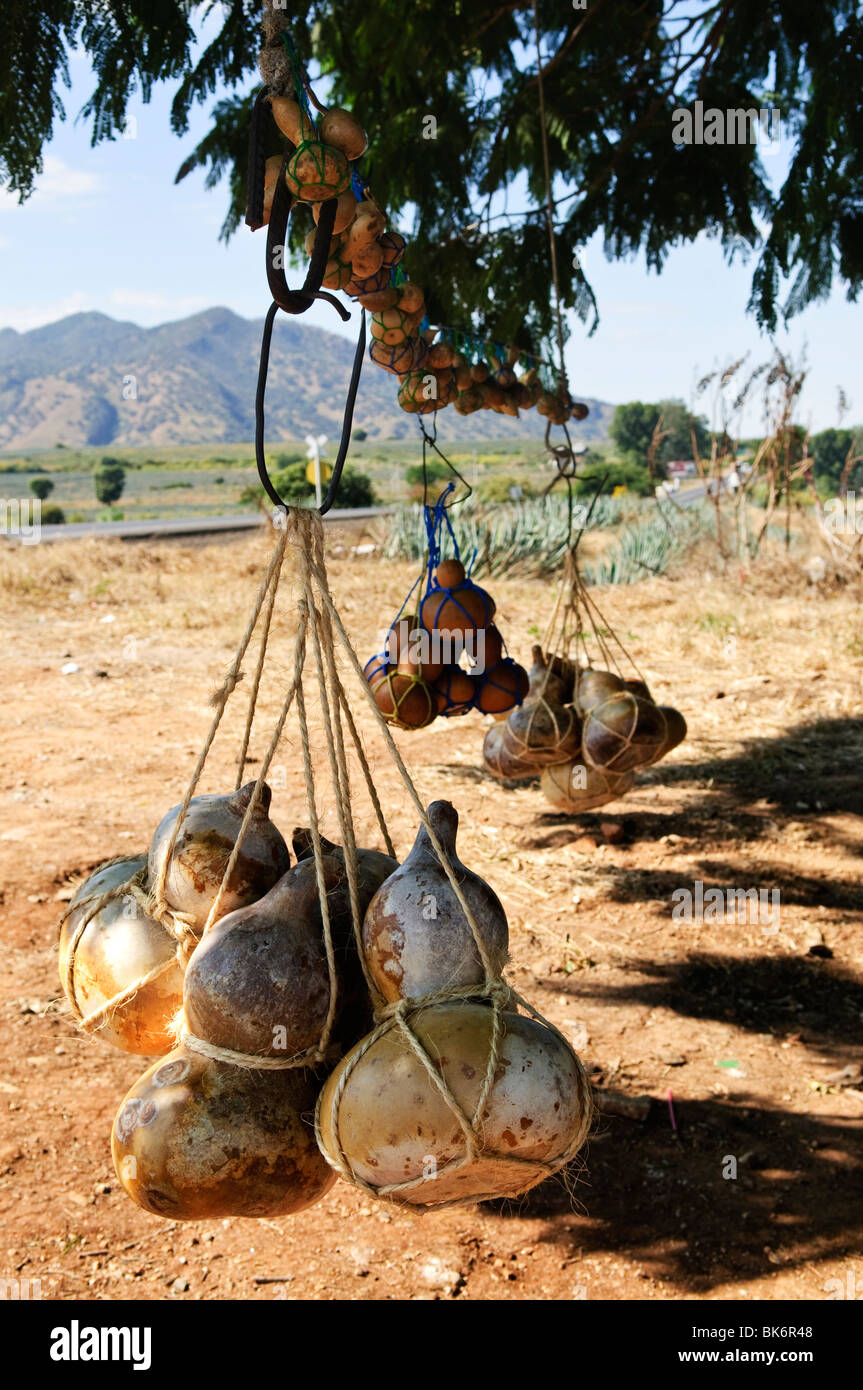 Traditional calabash gourd bottles hanging from a tree near Tequila in Jalisco, Mexico Stock Photo