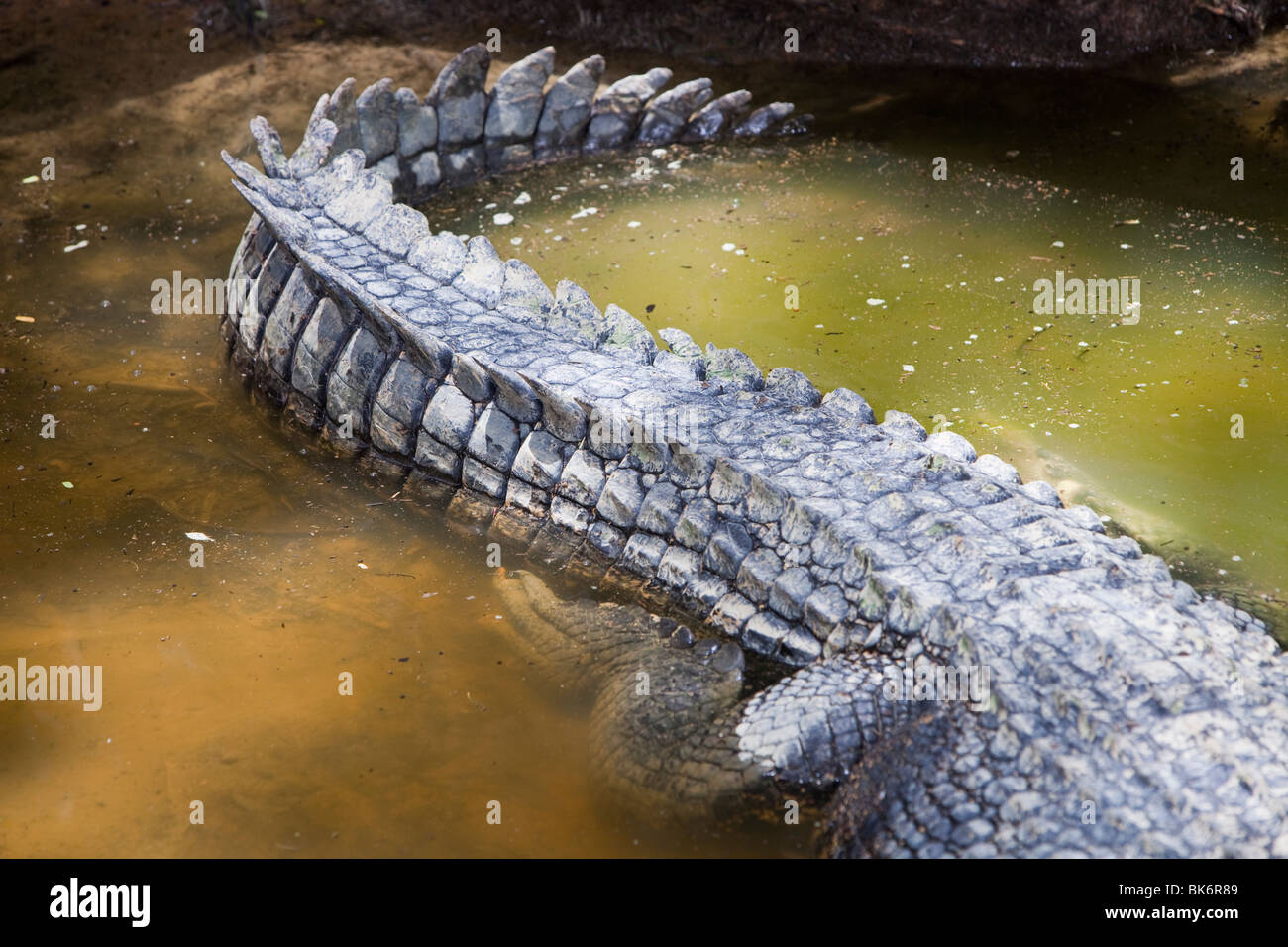 A crocodile at Hartley's crocodile farm near Cairns, Queensland, Australia. Stock Photo