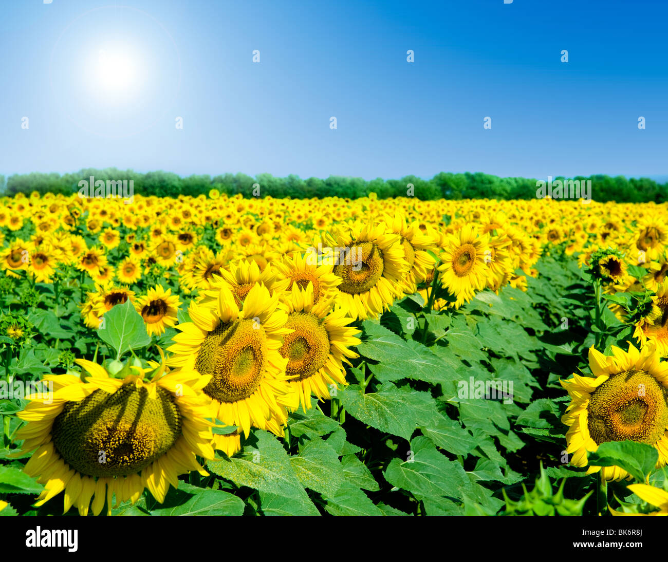 Field of sunflowers on a background of the blue sky Stock Photo - Alamy