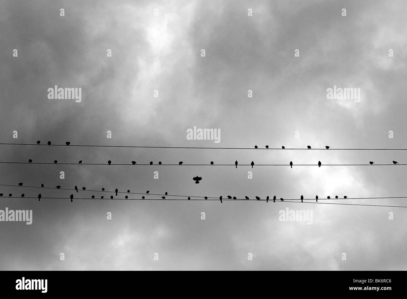 Birds sitting on electricity wires Stock Photo