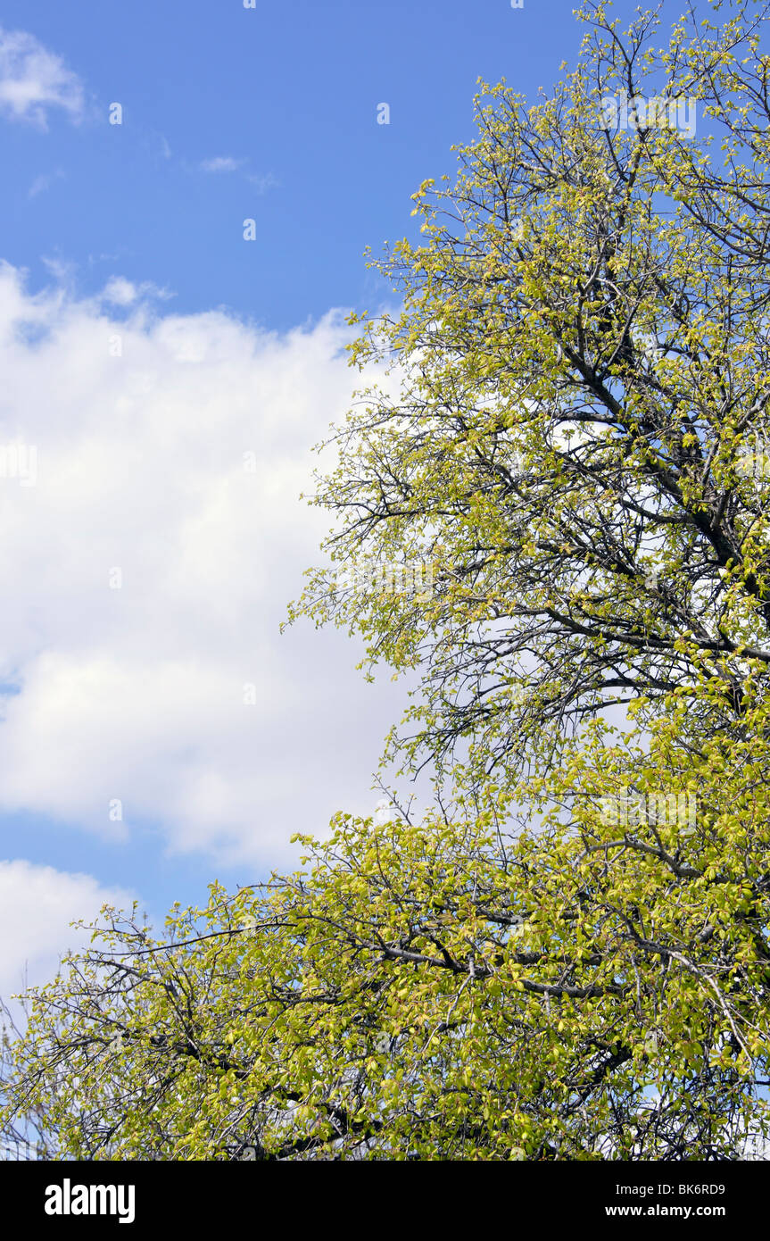 Budding trees in spring Stock Photo Alamy