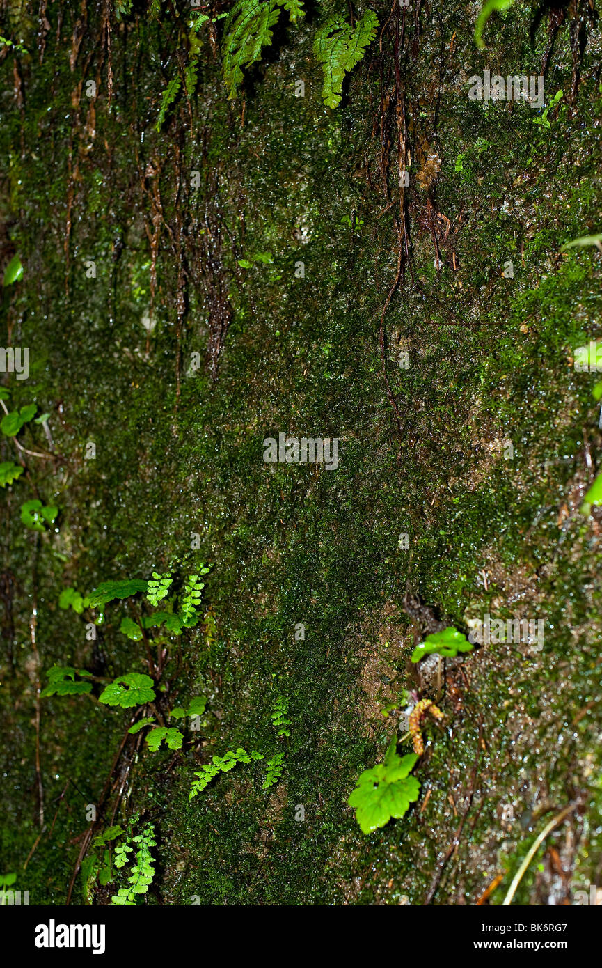 Portrait fern growing in hi-res stock photography and images - Alamy