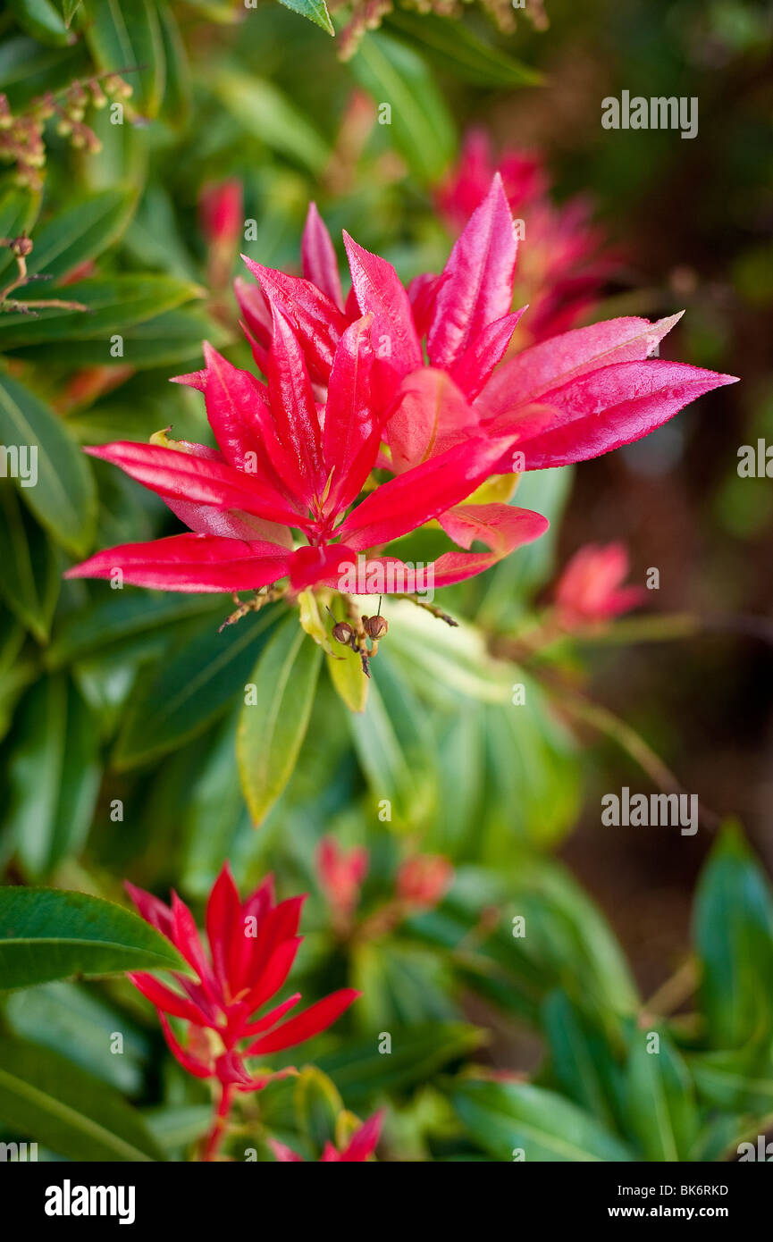 Red flower blooming in a garden Stock Photo