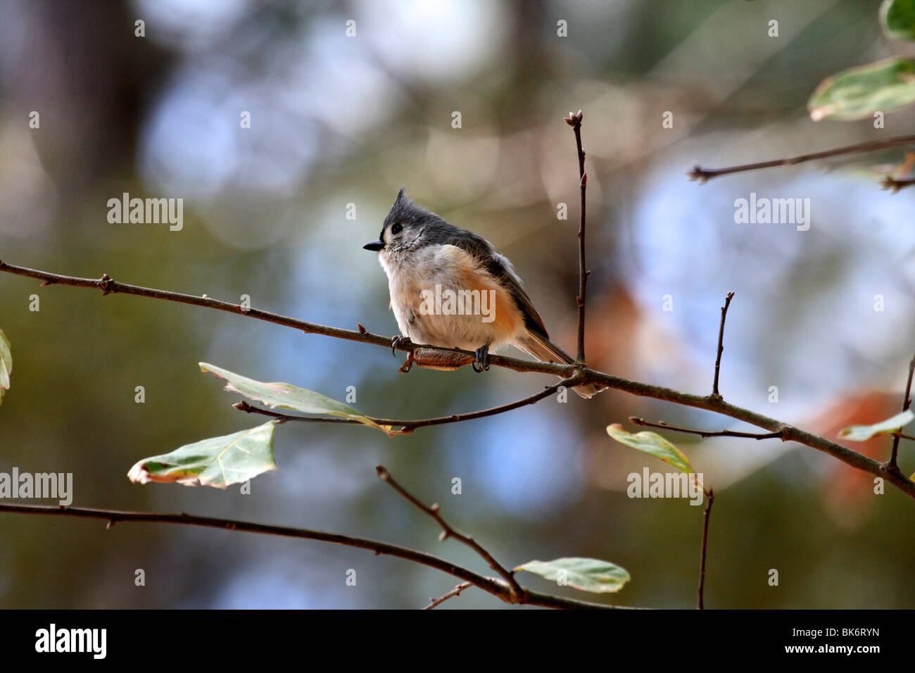 Tufted titmouse (Baeolophus bicolor) Stock Photo