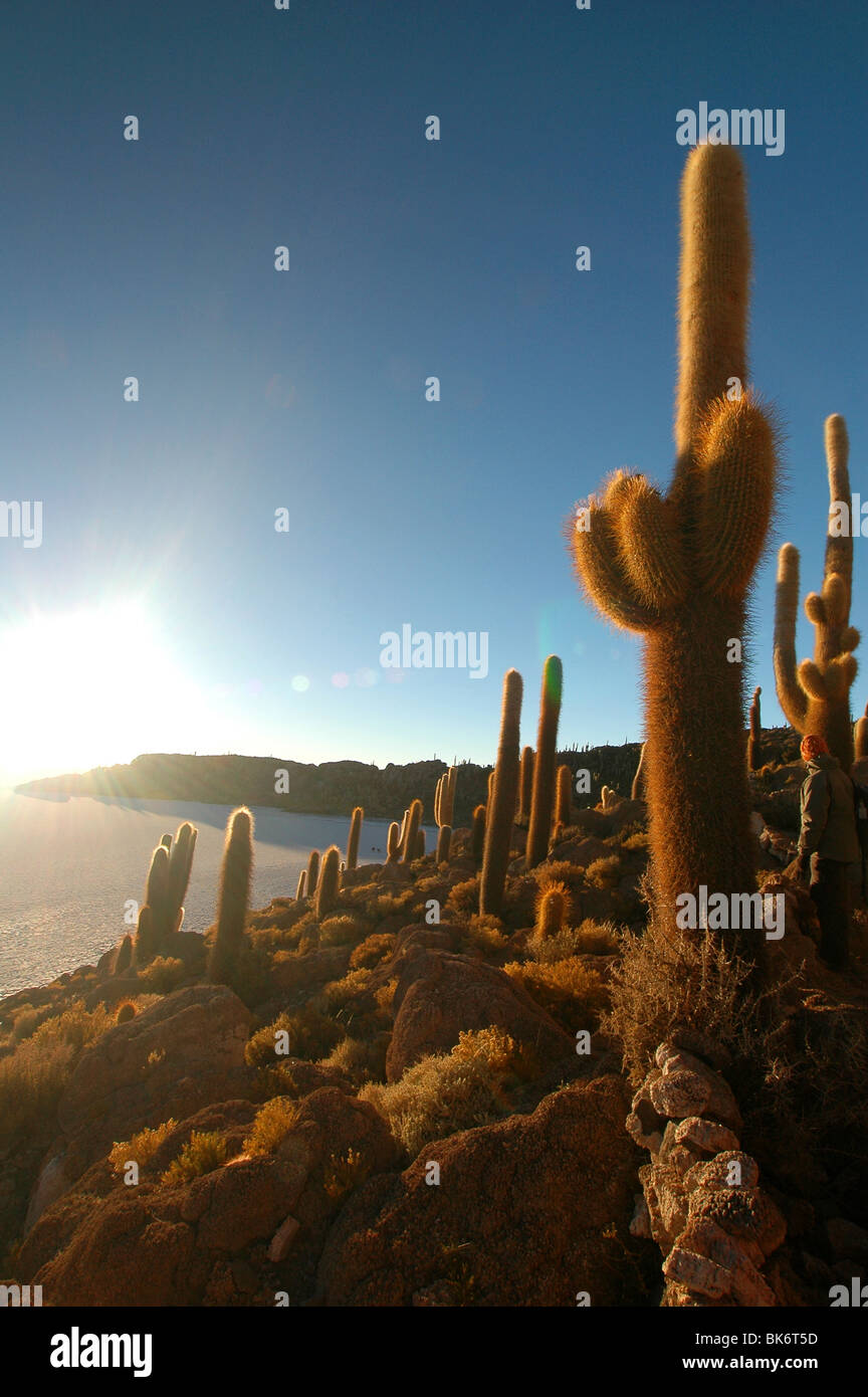 Isla Incahuasi, Bolivia Stock Photo