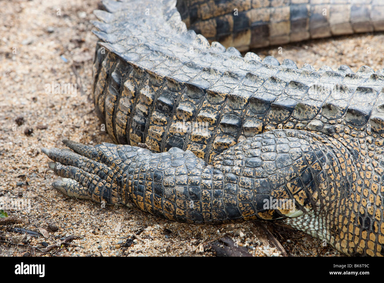 A crocodile at Hartley's crocodile farm near Cairns, Queensland, Australia. Stock Photo