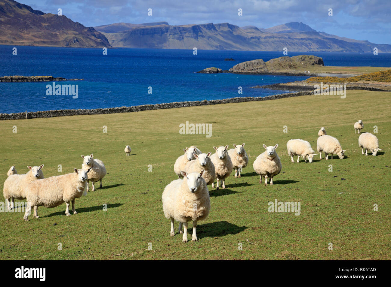 Flock of sheep grazing on the Isle of Raasay on a beautiful spring day with view across the sea to the Isle of Skye Stock Photo