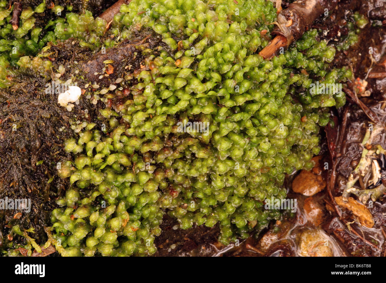 Water earwort (Scapania undulata), a leafy liverwort, in a moorland stream, UK. Stock Photo