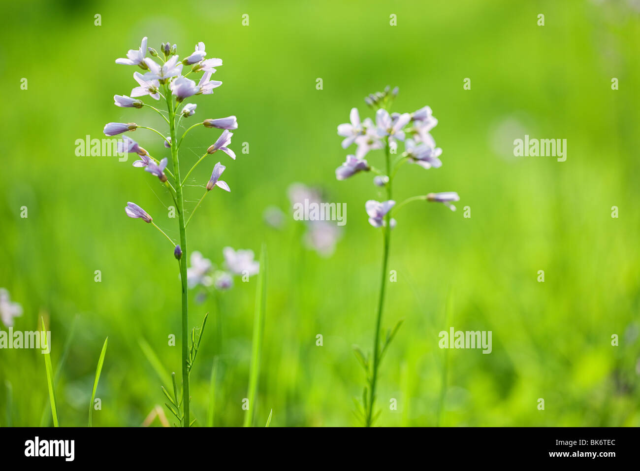 wild cardamine or 'cuckoo flower' in fresh meadow at spring Stock Photo