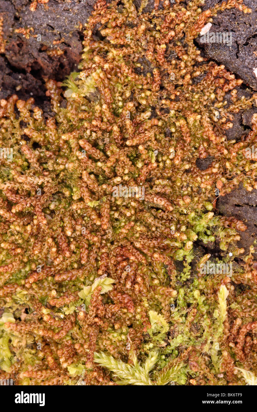 Wood-rust (Nowellia curvifolia), a leafy liverwort on a rotten log, UK. Stock Photo