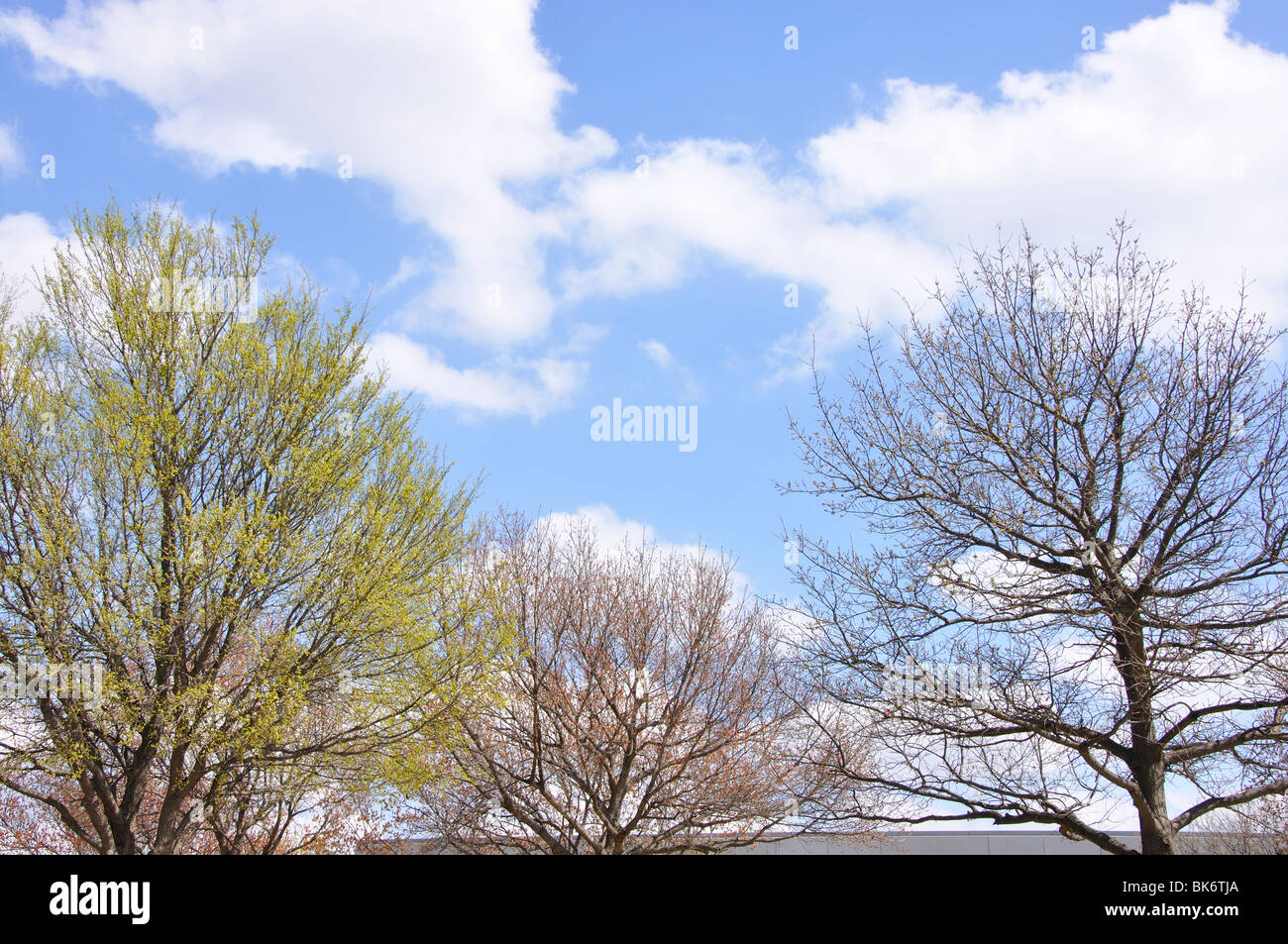 Budding trees in spring Stock Photo Alamy