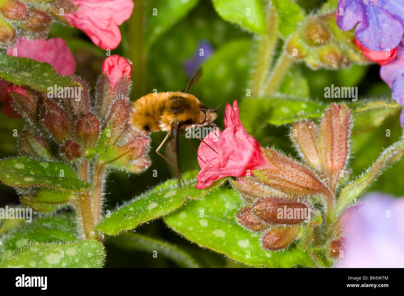 Major bee-fly (Bombylius major) sucking nectar from a pulmonaria flower Stock Photo