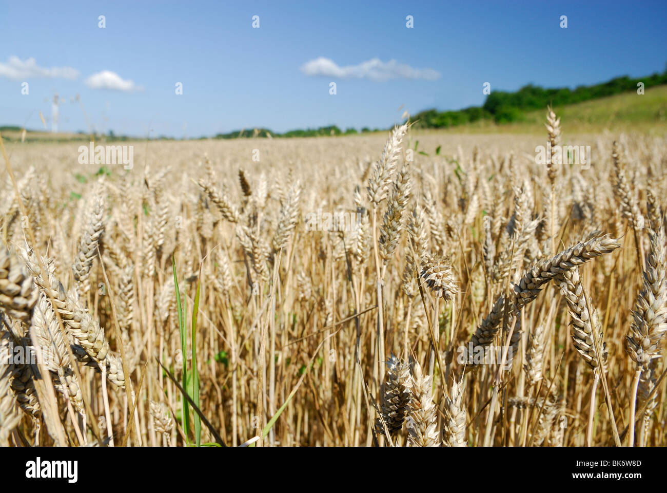 Yellow wheat field in France Stock Photo Alamy